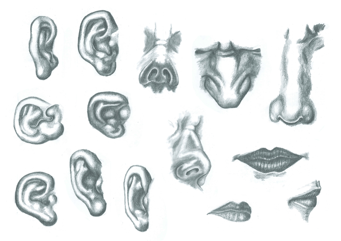 study-of-facial-features