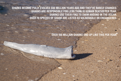 the-terror-of-shark-finning