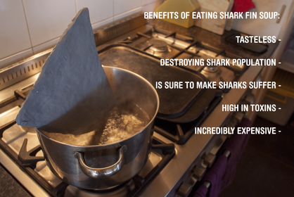 the-terror-of-shark-finning